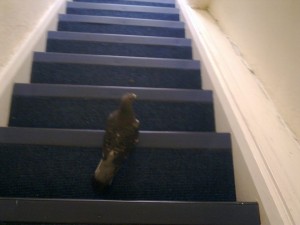 This pigeon set up camp on our staircase for a few hours.